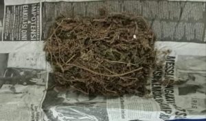 Buset! Satu Keluarga di Lembang Nekat Jualan Ganja