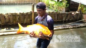 Meski Ditawar Puluhan Juta, Warga Sukabumi Enggan Jual Ikan Mas Jumbo Miliknya