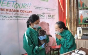 Wow, Ada Penghuni Baru Berbulu Coklat di Taman Safari Bogor