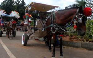 Dilarang Beroperasi Selama Mudik Lebaran, Kusir Delman di Garut Bakal Dapat Uang Kompensasi