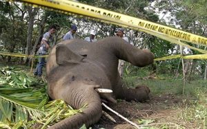Waduh! Dua Gajah Sumatera Ditemukan Mati Membusuk di Kabupaten Langkat, Begini Kondisinya