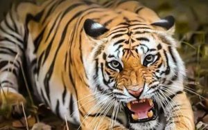 Soal Kemunculan Harimau di Hutan Sukabumi, Warga Cicantayan Ngaku Punya Buktinya