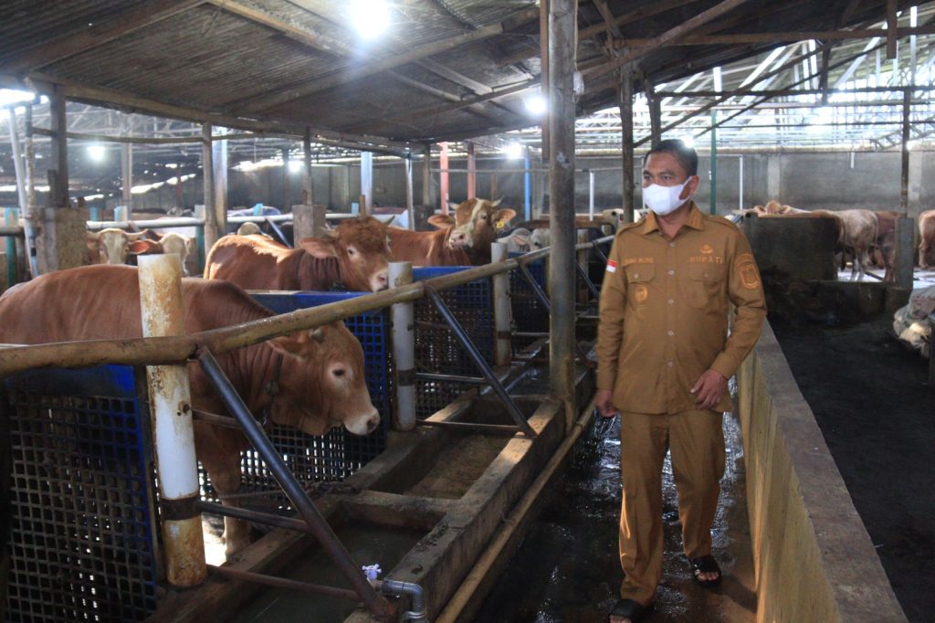 Bupati Serdang Bedagai Bagi-bagi Daging Sapi, MUI Bilang Begini