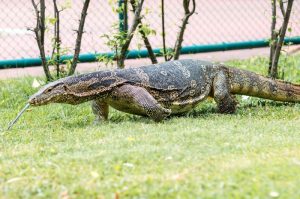 Ada-ada Saja, Empat Pria Perkosa Seekor Biawak, Lalu Dimasak dan Dimakan Dagingnya Bersama