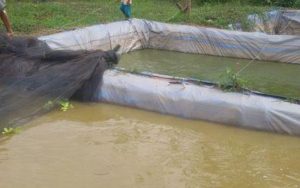 Duh! Puluhan Kolam Ikan Milik Warga di Pangandaran Terendam Banjir