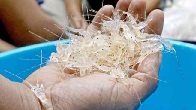 Polairud Gagalkan Penyelundupan 11.543 Benih Lobster di Sukabumi, Dua Pelaku Diamankan