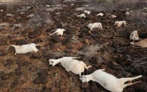 Waduh! Puluhan Hewan Ternak di Pangandaran Dimangsa Anjing Liar, Warga Diminta Lakukan Ini
