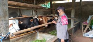 Antisipasi PMK, Polres Purwakarta Lakukan Ini