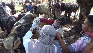 Delapan Ekor Sapi di Kabupaten Purwakarta Terindikasi PMK