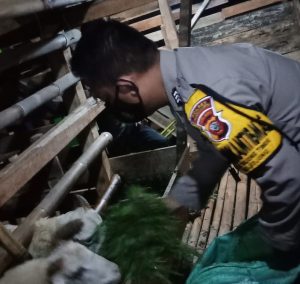 Anggota Polres Purwakarta Ini Sukses Jadi Peternak Kambing Beromzet Belasan Juta