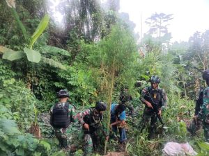 TNI ‘Ubrak-abrik’ Ladang Ganja Seluas 400 Meter Persegi di Kabupaten Keerom
