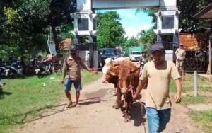 Duh! Puluhan Ekor Sapi di Kabupaten Pangandaran Alami Gejala PMK
