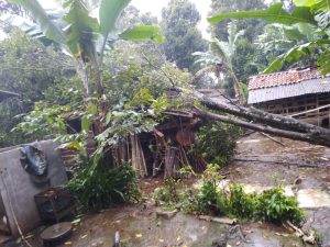 Sedang Salat Dzuhur, Warga Purwakarta Ini Selamat Saat Pohon Tumbang Menimpa Rumahnya