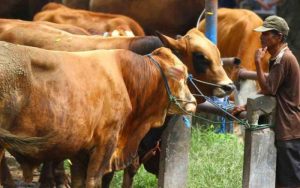 Sebanyak 57 Sapi di Cianjur Terjangkit PMK, Ini Penyebabnya