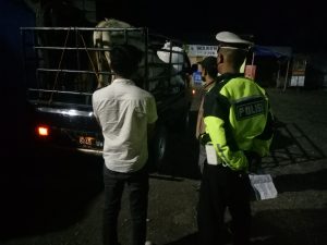 Terjaring Pengetatan PMK di Sukalarang Sukabumi, 2 Pick Up Pengangkut Sapi Diputarbalikan
