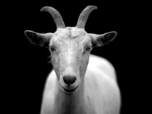 Penyakit Lumpuh Jadi Biang Kerok 3 Ekor Indukan Kambing Milik Warga Ciamis Mati