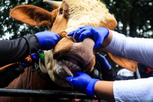 WASPADA, DKPP Kota Bandung Mendapatkan Temuan Adanya Hewan Qurban yang Terindikasi PMK