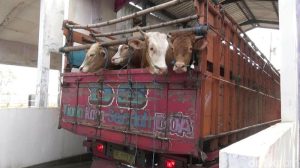 Mau Beli Hewan Kurban, DKPP Jabar Anjurkan Pilih yang Ada Surat Keterangan Sehat