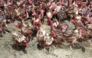 Hewan Ternaknya Mati Diserang Penyakit, Peternak Ayam Telur di Ciranjang Cianjur Rugi Ratusan Juta