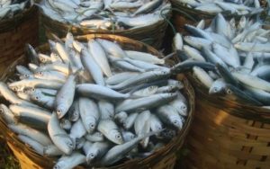 Ikan Bandeng Cocok Dikembangkan di Karawang, Ternyata Ada Ciri Khasnya