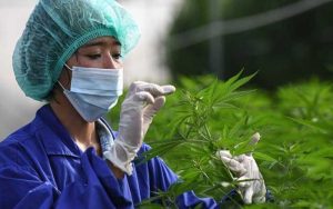 Ganja Untuk Penelitian Medis Diizinkan Kemenkes, Tapi Tidak Untuk Konsumsi