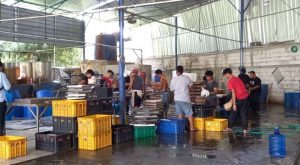 Busyet! Dua Pabrik Tahu di Bogor Gunakan Formalin, Omzetnya Miliaran Rupiah