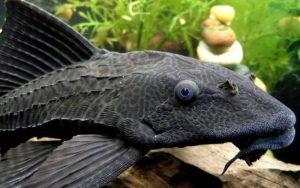 Ikan Sapu-sapu Jadi Salah Satu Masalah di Sungai Citarum