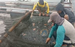 Keluh Kesah Petani Ikan di Cianjur: Harga Merosot, Pakan Meroket