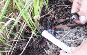 Duh! Tiga Kecamatan di Cianjur Diserang Tikus Sawah, Petani Padi Khawatir Gagal Panen