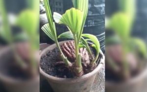 Warga di Winduraja Ciamis Temukan Tunas Kelapa Bercabang Empat, Harganya Bisa Capai Ratusan Juta