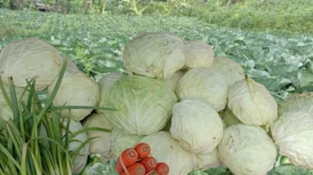 Harga Kol di Cianjur Melonjak Naik, Ukuran Gorengan Diperkecil