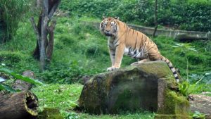 Warga Temukan Bukti Kemunculan Harimau di Sukabumi, Segera Diserahkan ke BKSDA