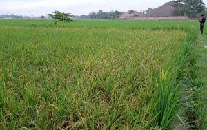 Waduh! Diserang Tikus Sawah, Petani di Sukaluyu Cianjur Gagal Panen