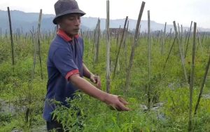 Gegara Ini, Petani Cabai di Purwakarta Merugi