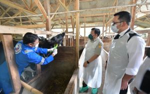 Jelang Hari Raya Idul Adha, Ridwan Kamil Lepas 1.784 Pemeriksa Kesehatan Hewan Kurban