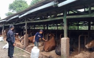 Sapi Perah Jadi Prioritas Vaksinasi di Jabar