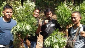 Ladang Ganja di Gunung Karuhun Kembali Ditemukan, Kali Ini Jumlah Tanamannya Sedikit