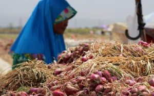 Produksi Bawang Merah di Kabupaten Cirebon Capai 35 Ribu Ton per Tahun