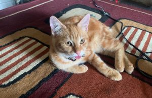 Ini Manfaatnya Jika Memiliki Jadwal Makan Kucing