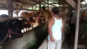 Jamin Masyarakat Dapat Hewan Kurban Sehat Jelang Iduladha, Bupati Purwakarta Lakukan Ini