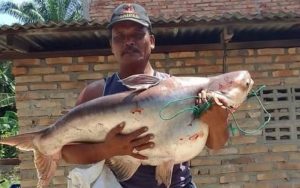 Wow! Pemancing Asal Tebing Tinggi dapat Ikan Patin Raksasa, Beratnya 18 Kg