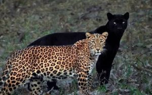 Macan Tutul Mangsa Anjing dan Ayam, Warga di Cikupa Ciamis Resah