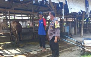Polres Cirebon Kota Maksimalkan Kinerja Bhabinkamtibmas untuk Awasi PMK Hewan Ternak