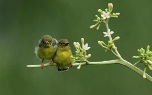 Jangan Asal! Tiga Hal Ini Mesti Diperhatikan Sebelum Pelihara Burung