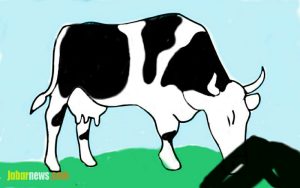 Sapi Kurban Ngamuk Masuk Pasar Argosari Yogyakarta, Warganet: Cari Bumbu Rendang