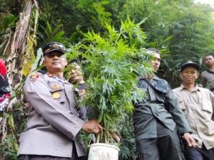 Temuan Ladang Ganja di Campaka, Komisi B DPRD Cianjur Panggil Perhutani LMDH