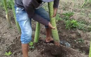 Tiga Manfaat Porang Bagi Kesehatan, Diantaranya Bisa Cegah Kanker