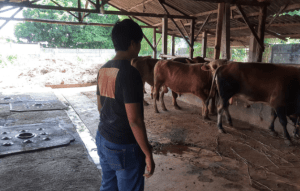 Jelang Idul Adha, Begini Imbauan MUI Purwakarta Tentang Hewan Kurban