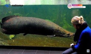 Fakta-fakta Ikan Arapaiman yang Sempat Ditemukan di Garut