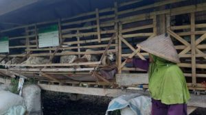Puluhan Kambing di Indramayu Mati Misterius, Organ Hati dan Jantung Hilang